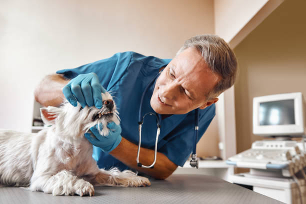 Best Weekend Emergency Dentist in Wacousta, MI